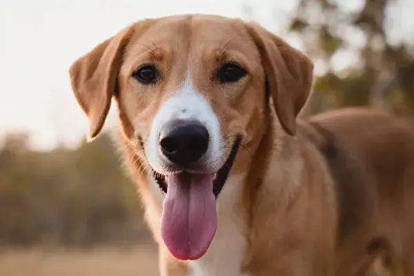 阳光下短毛混种犬特写场景