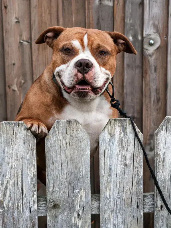 美国斯塔福梗犬倚木栅栏