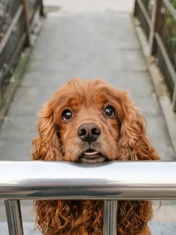 小径栏杆旁的科克猎犬特写