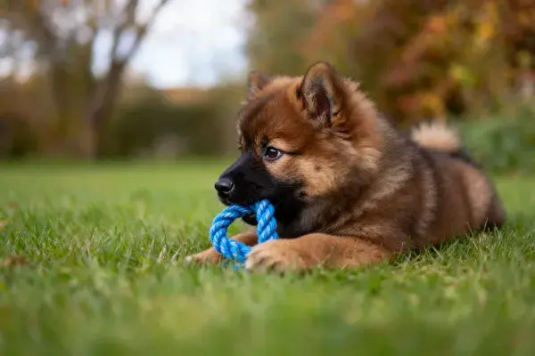 阳光草地上的德国牧羊犬幼犬玩耍瞬间