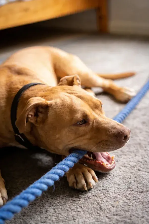 棕色混种犬玩蓝色绳玩具于室内地毯