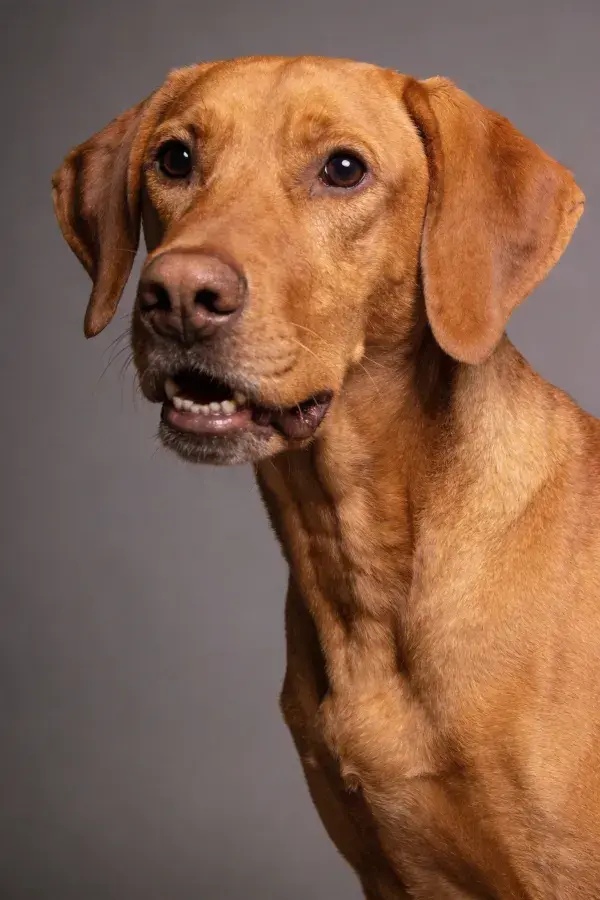青灰色背景前罗德西亚脊背犬特写