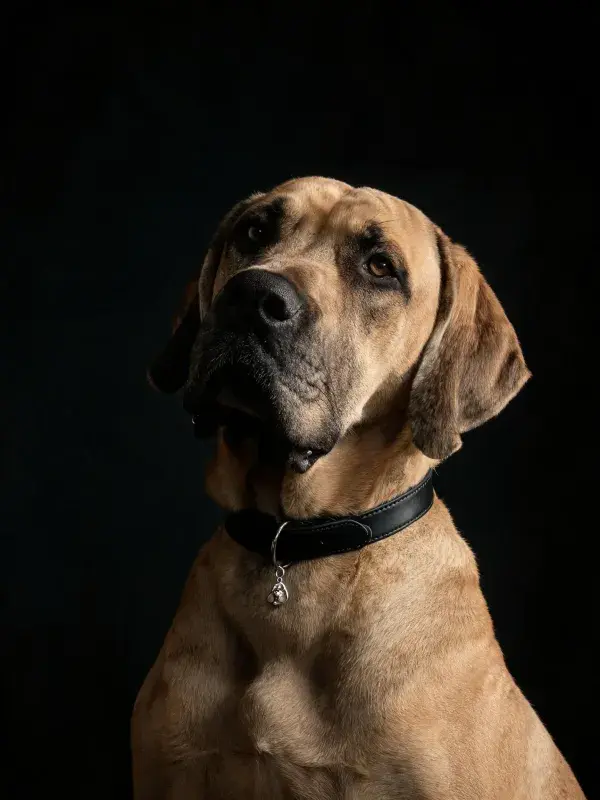 黑色背景下的大型猎犬特写