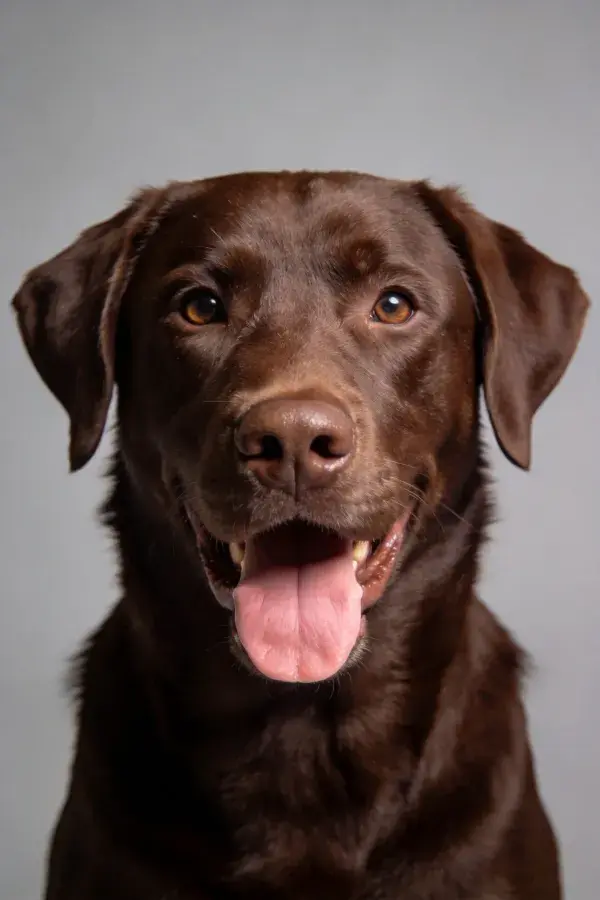 灰色背景前巧克力拉布拉多犬肖像