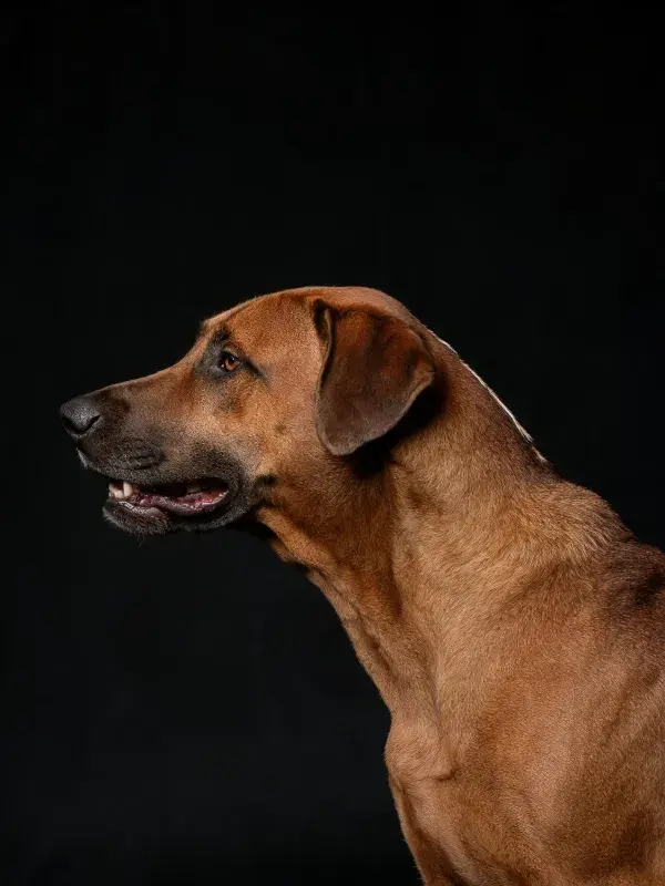 罗德西亚脊背犬侧视特写