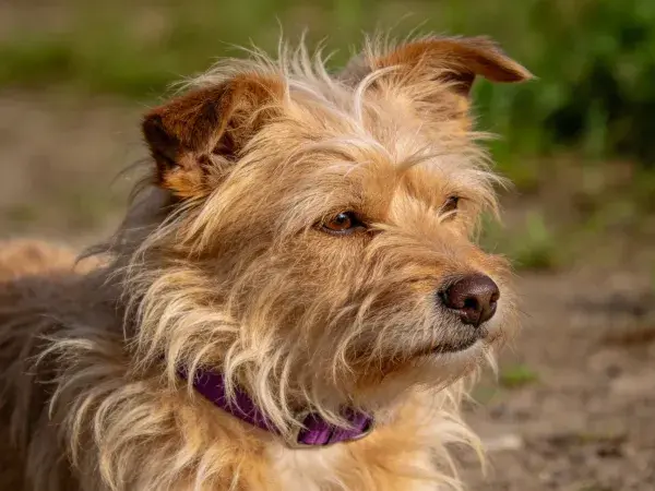 户外特写拍摄一只浅棕色混血犬