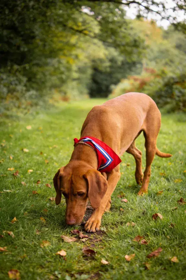 嗅探中的维兹拉犬于草地场景