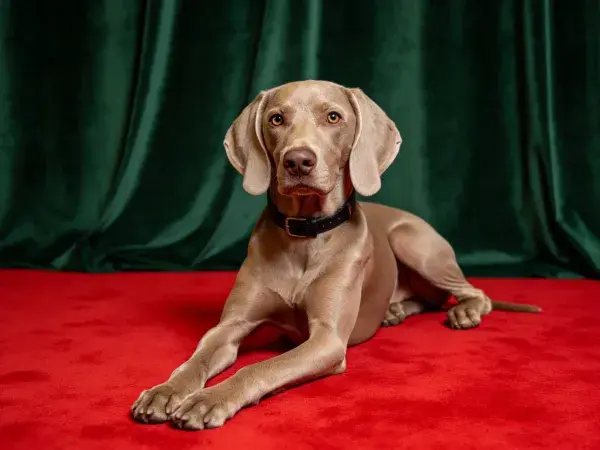 魏玛犬趴卧红毯前幕布处