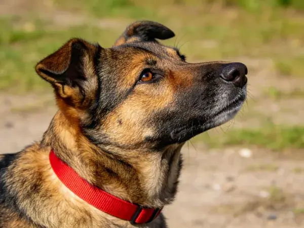 中型混血犬抬头观察特写镜头