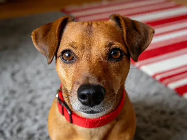 小型混血犬室内特写镜头