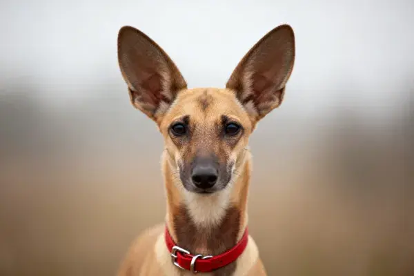 户外环境中的法老猎犬特写镜头