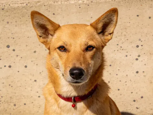 特写拍摄一只短毛混合犬