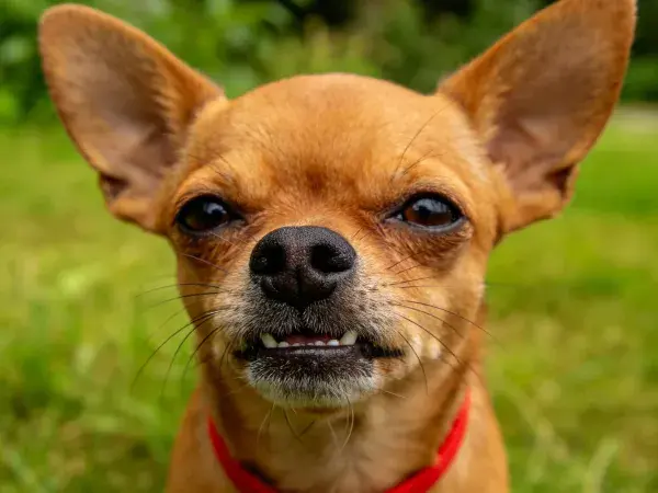 草地上的吉娃娃犬特写