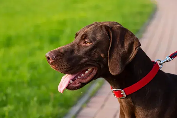 巧克力色拉布拉多猎犬漫步于草坪旁步道