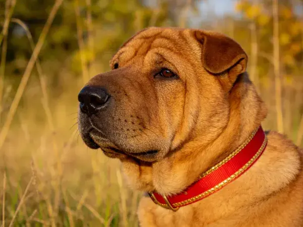 沙皮犬在草地环境下的特写镜头