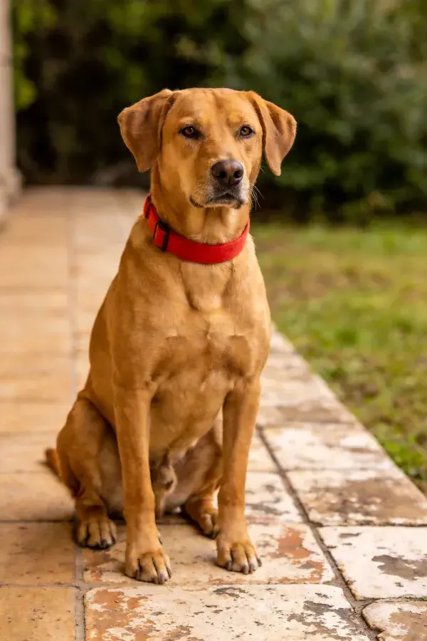 石板路上的黄色拉布拉多犬