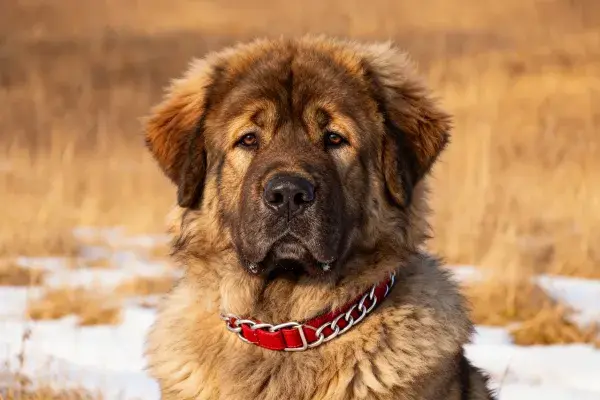 高加索犬野外特写镜头
