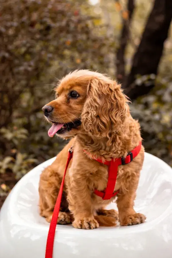 户外白色平台上坐着的可卡幼犬