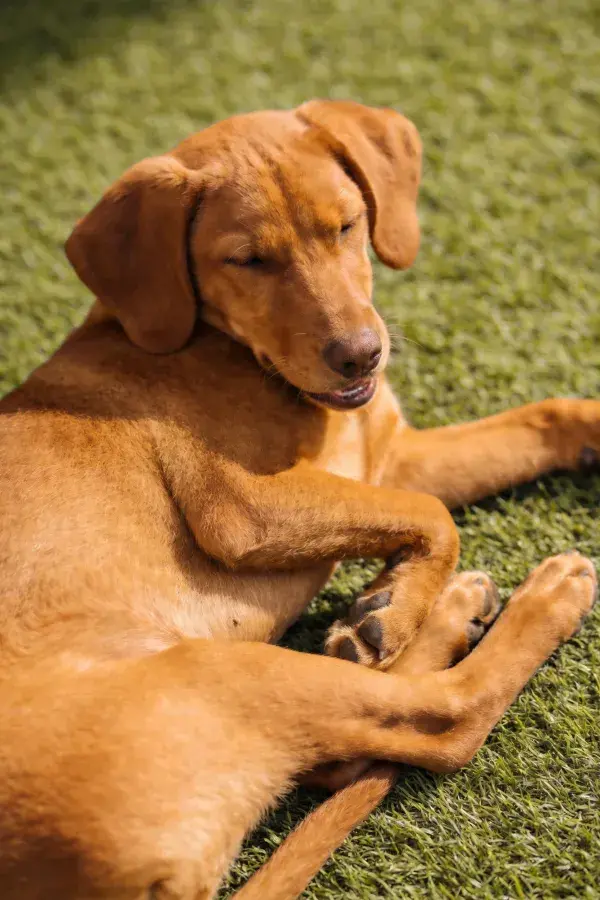 阳光草地上的红棕色短毛猎犬