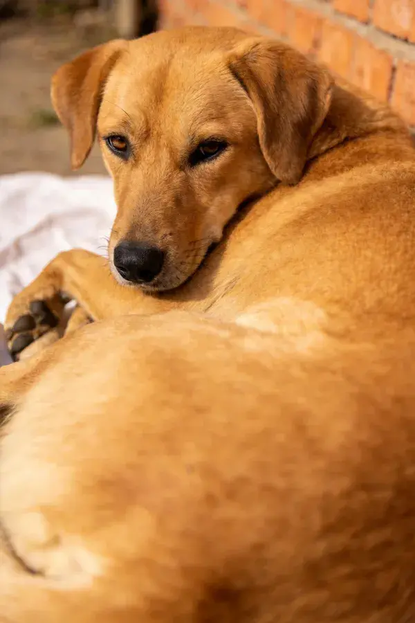 金毛混种犬蜷卧红砖旁