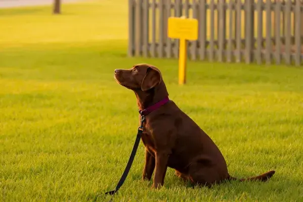 巧克力拉布拉多犬草地坐姿特写