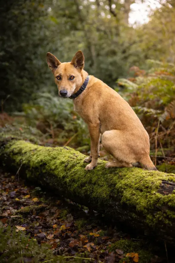 森林环境中短毛家犬于苔藓原木上的姿态