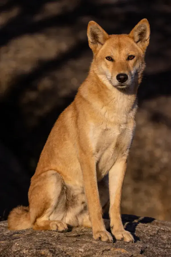 阳光下岩石上的澳洲野犬特写