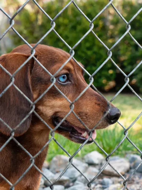 腊肠犬透过铁丝网张望