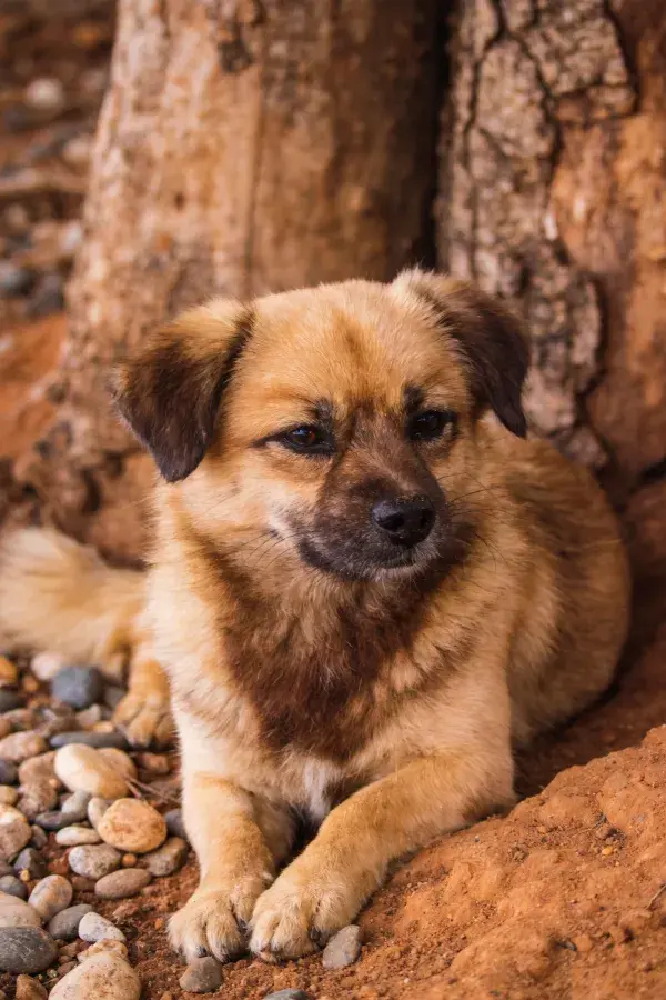 短毛混血犬于树荫处休憩