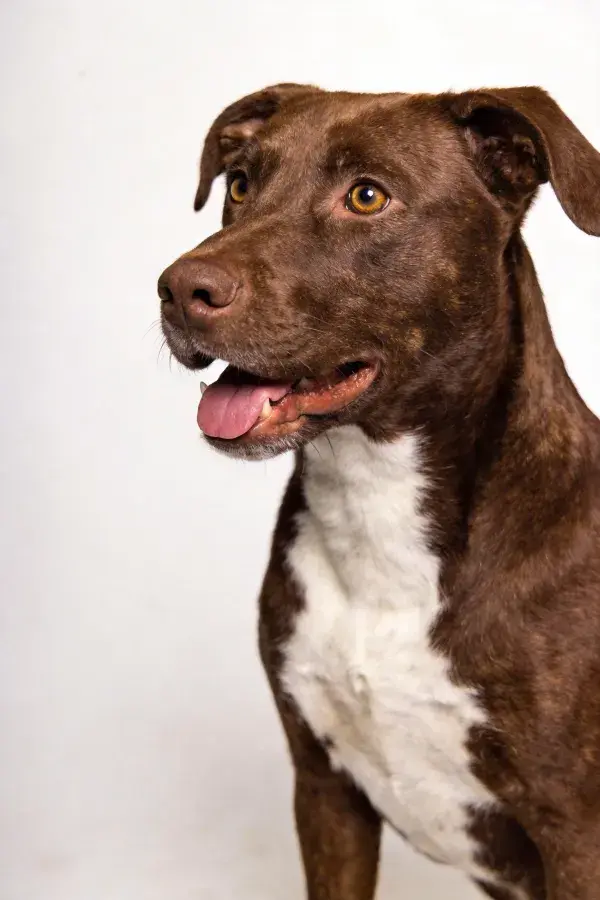 暖光环境下棕色白斑短毛犬特写镜头