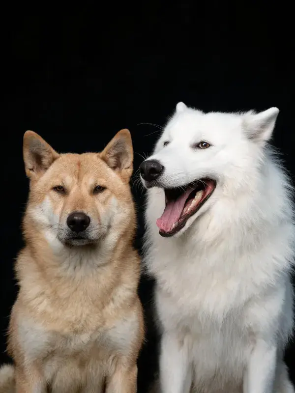 黑色背景前柴犬与萨摩耶犬并肩而坐的画面