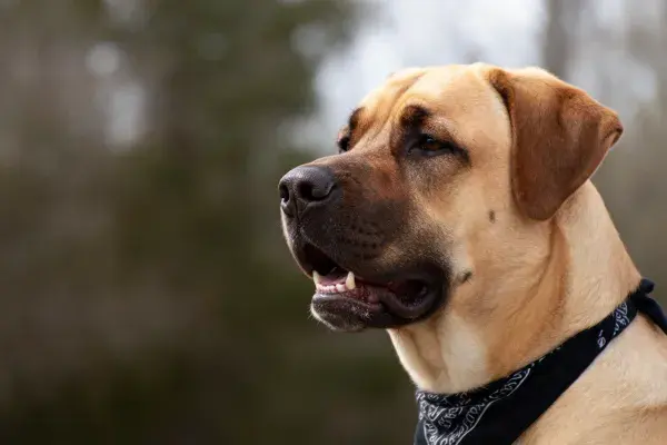 马士提夫犬佩戴头巾的户外特写镜头