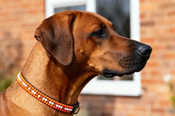 砖房前的罗德西亚脊背犬