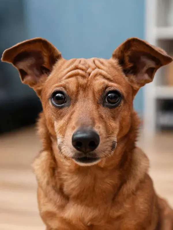 小型梗犬面部特写展现柔软皮毛质感