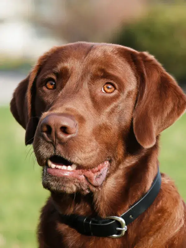 巧克力拉布拉多犬凝视瞬间