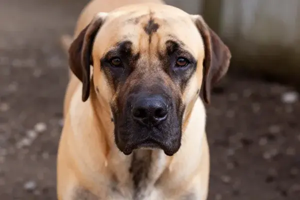 静态特写拍摄一只巴西獒犬