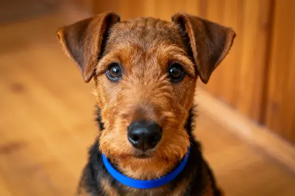 木质地板上的威尔士梗犬特写镜头