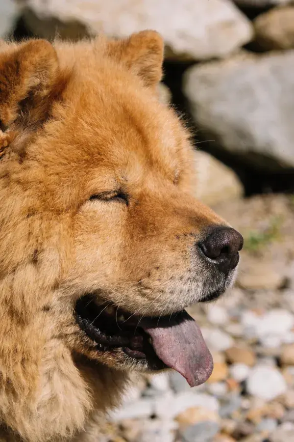 松狮犬特写近景于石滩背景