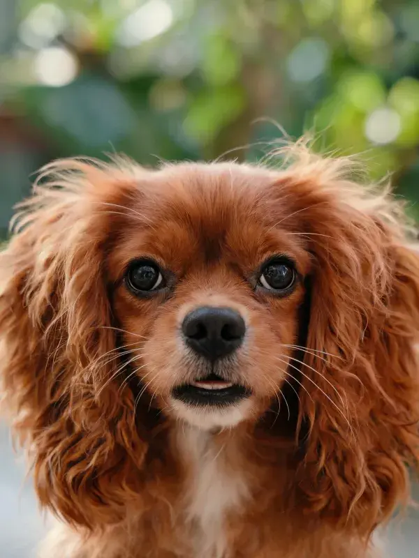 户外环境中王查理王小猎兔犬特写