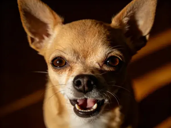 吉娃娃犬面部特写展现毛发质感