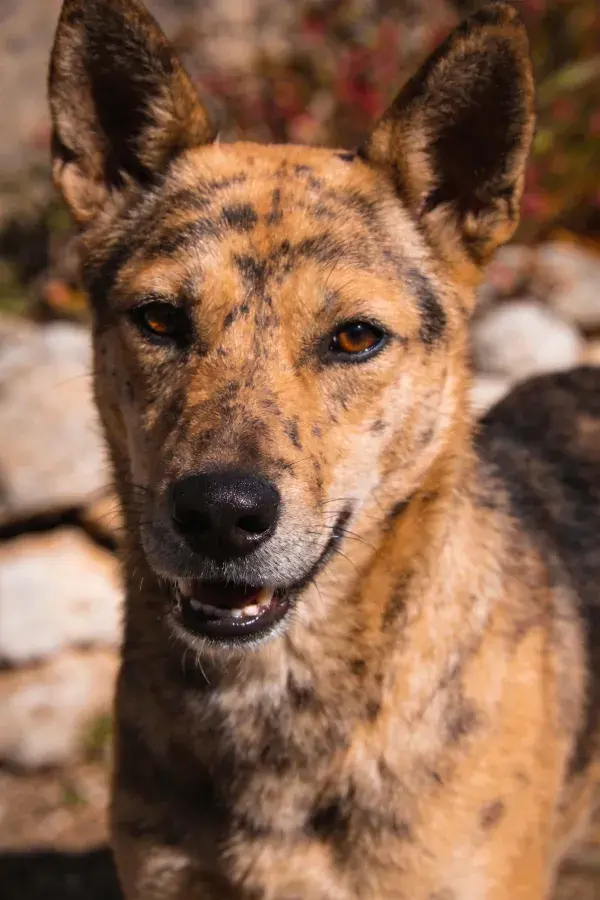 非洲野犬面部特写展现斑纹特征
