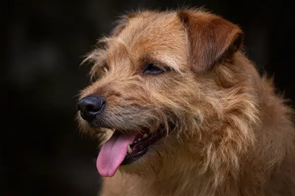 边境梗犬张嘴喘气特写