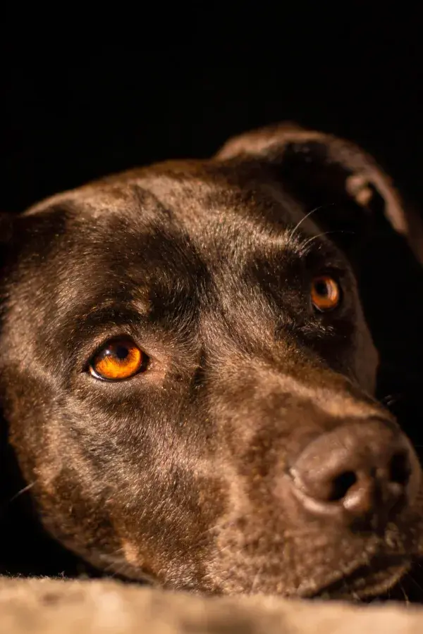 巧克力拉布拉多犬安静躺卧特写