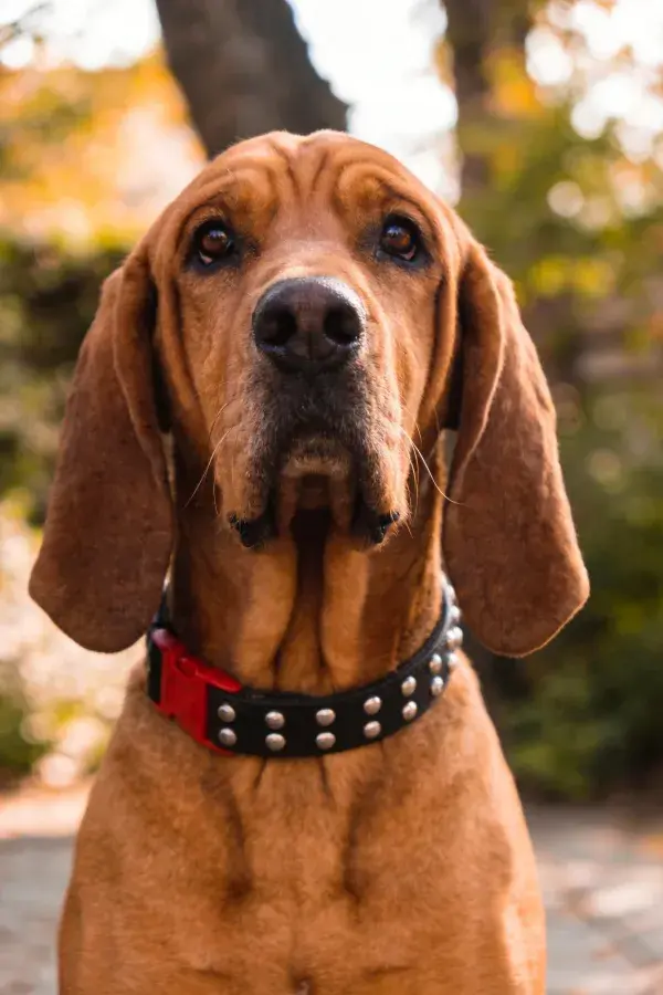 血猎犬在户外环境下的特写镜头