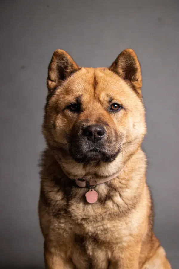 四国犬面部特写展现毛发质感