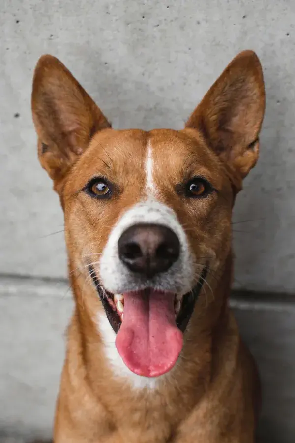 淡灰色墙面前的棕白混间混血犬肖像