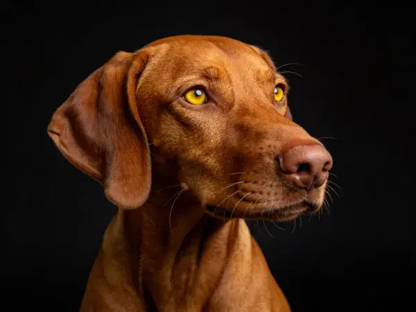 黑色背景下维兹拉犬头部特写