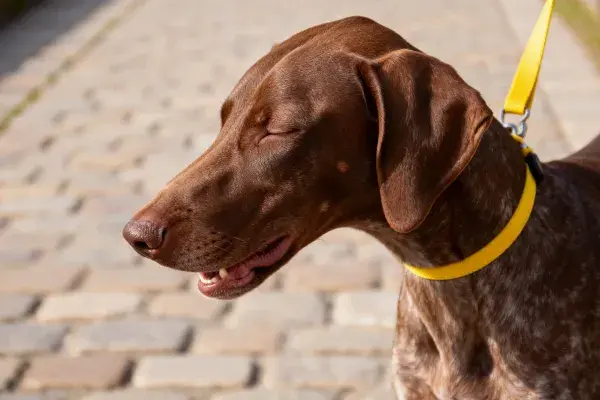 德国短毛指示犬砖石路面特写镜头