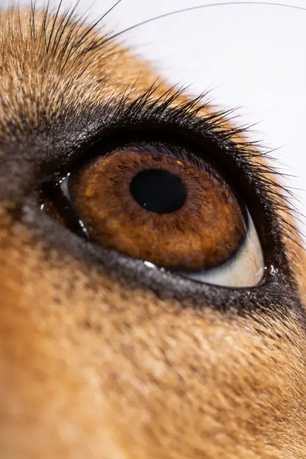 特写镜头下的德国牧羊犬眼睛