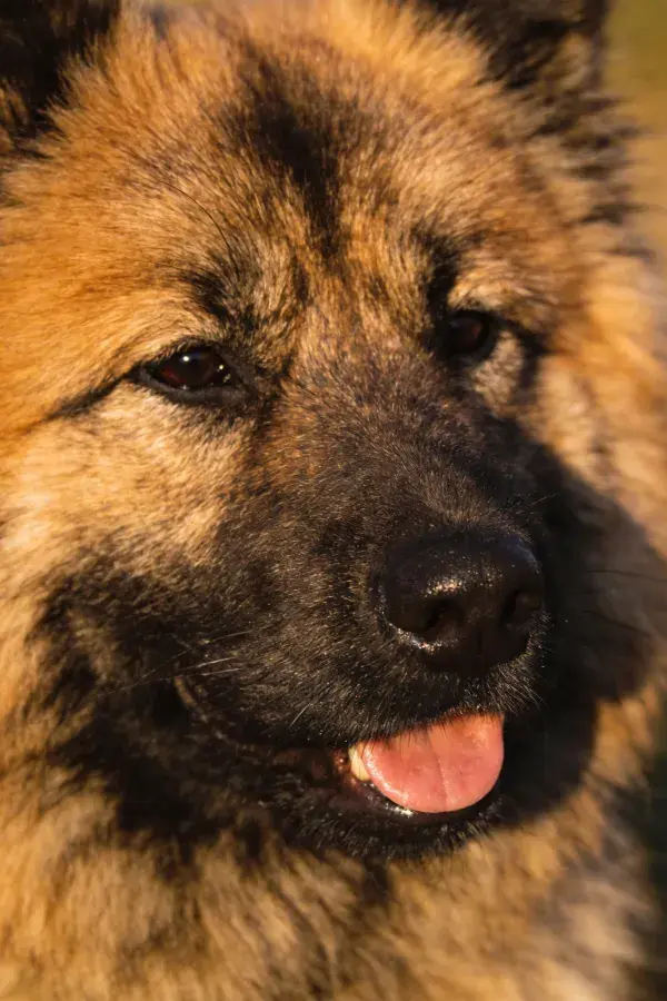 特写拍摄的高加索犬面部特写